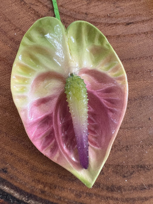 Anthurium