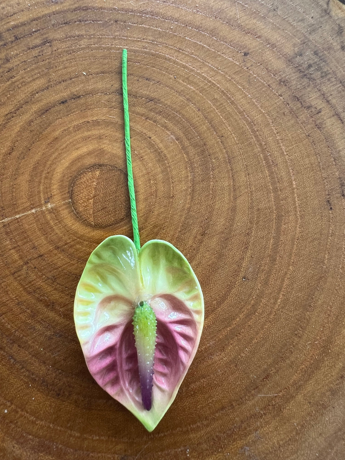 Anthurium