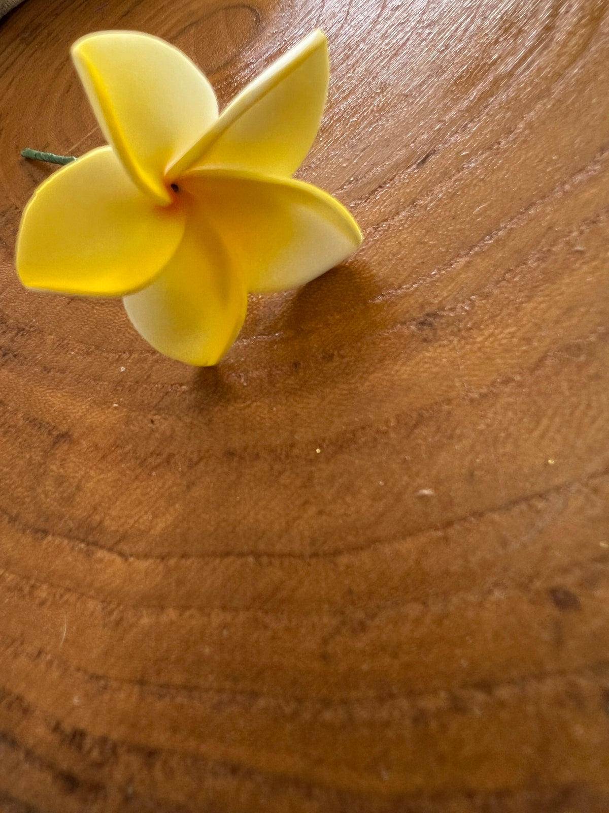 Mini Plumeria